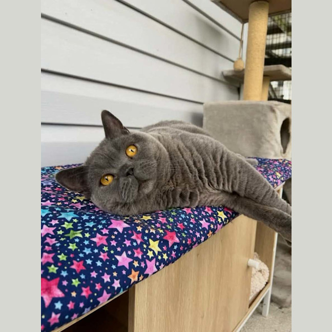 Photo of  Puddin