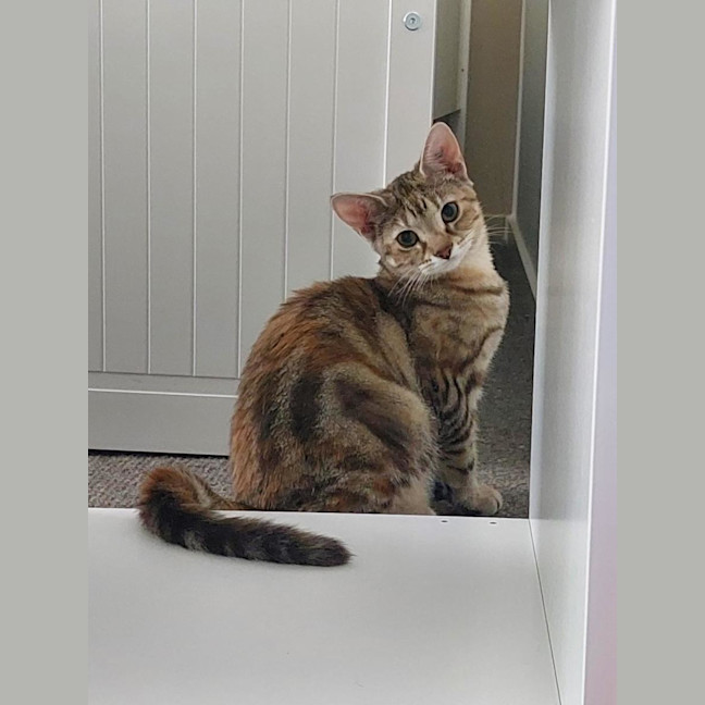 Photo of Mojito Canela