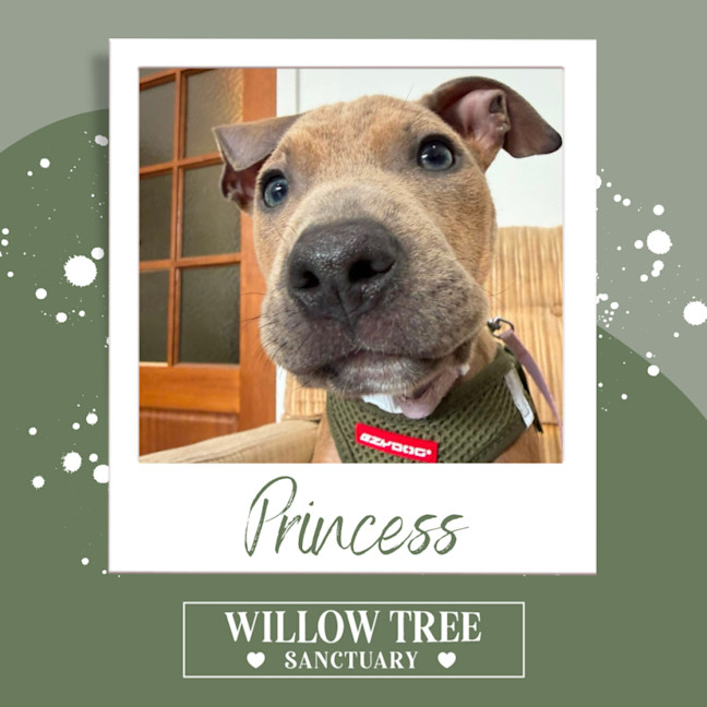 Photo of Princess