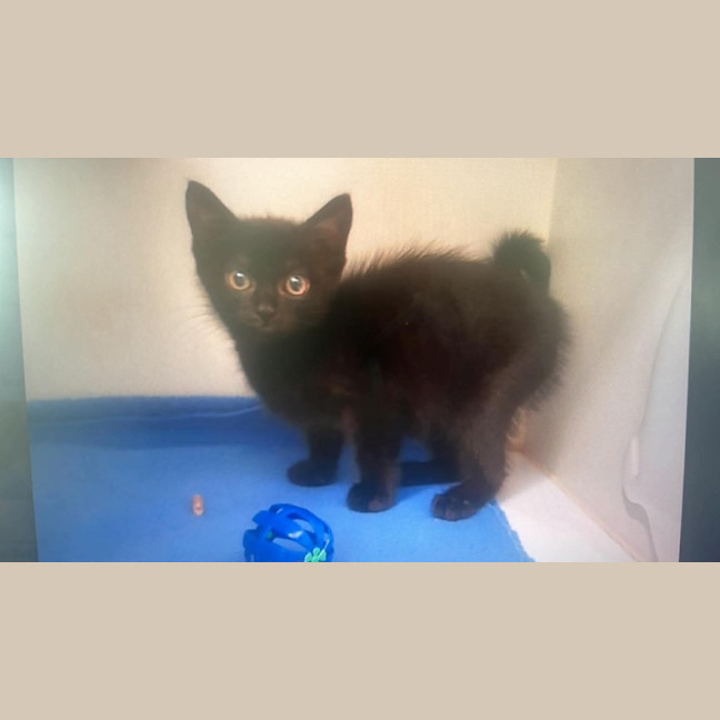 Photo of Cocoa