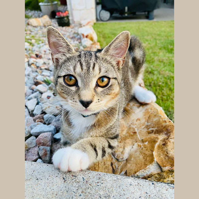 Photo of Willow