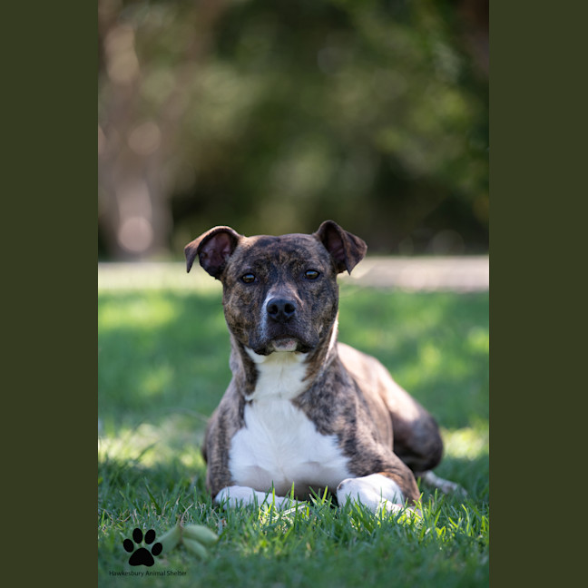 Photo of Bindi