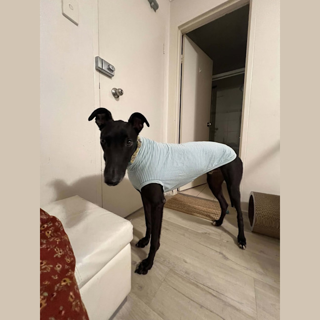 Photo of Boston, The Greyhound