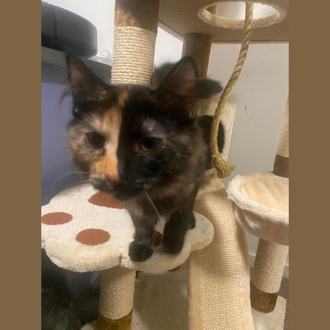 Photo of Keyleth **2nd Chance Cat Rescue**