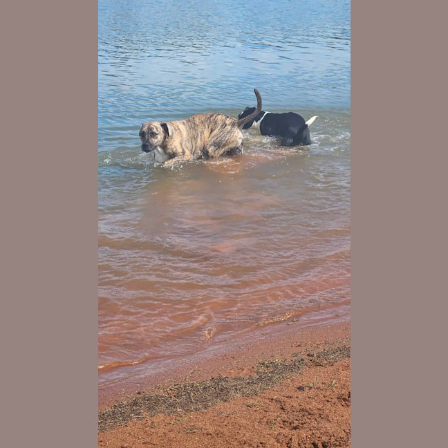 Photo of Boof