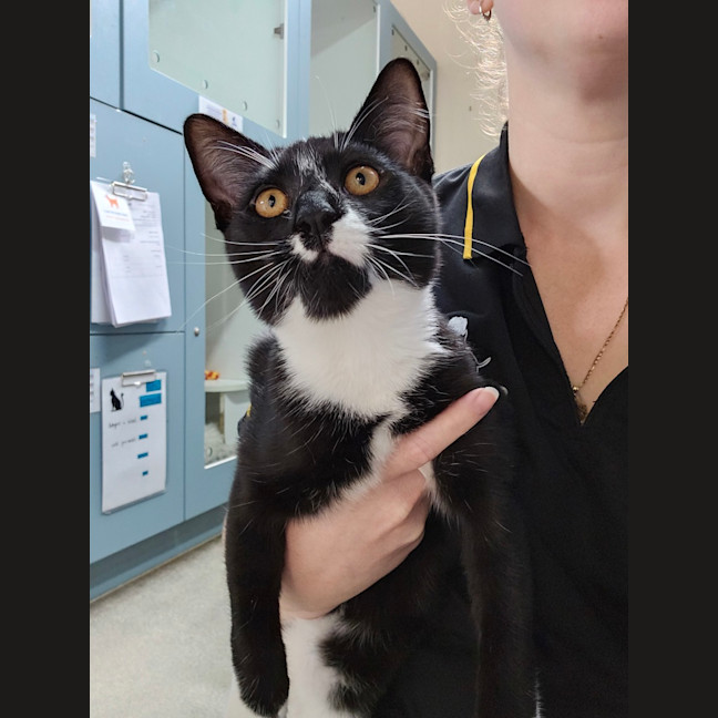 Photo of Tinky Winky