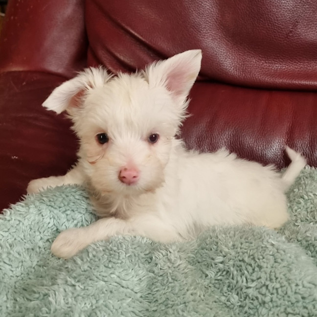 Photo of Dougal