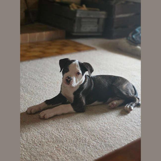 Photo of Bruce