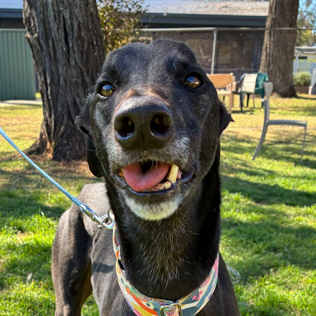 Photo of Moses The Greyhound