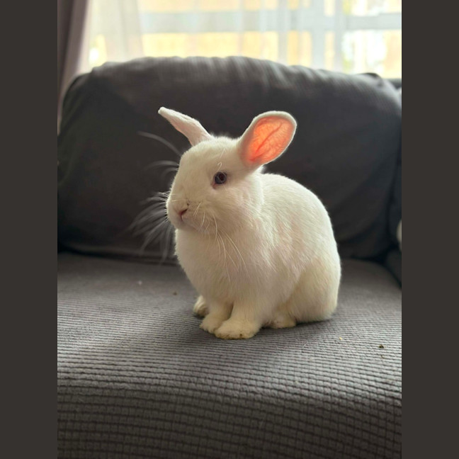 Photo of Kiwi