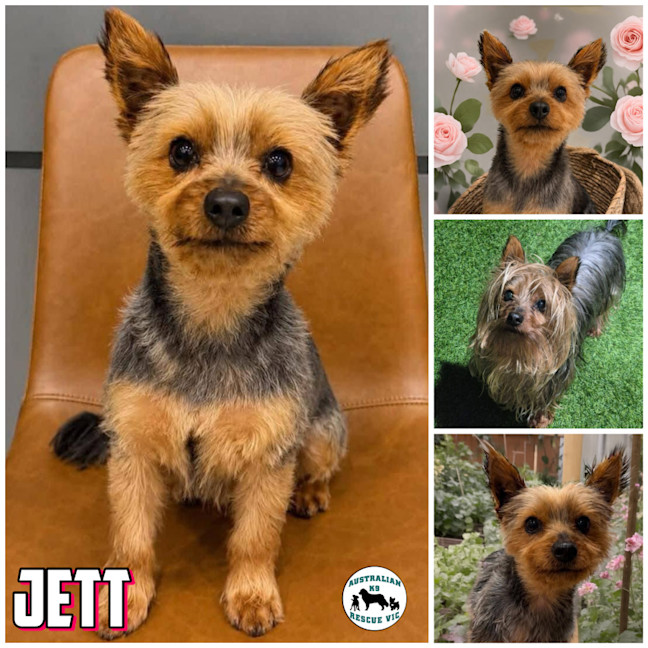 Photo of Jett