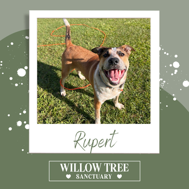Photo of Rupert