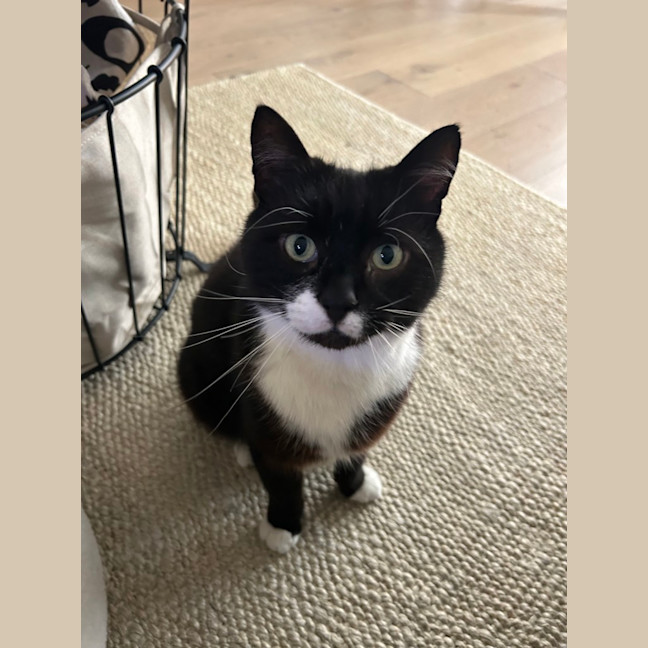 Photo of Big Best Baby Boy Bernard