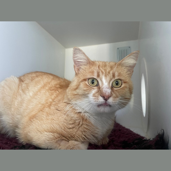 Photo of Mike Wazowski