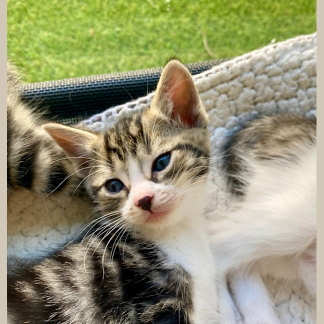 Photo of C1390 Basil