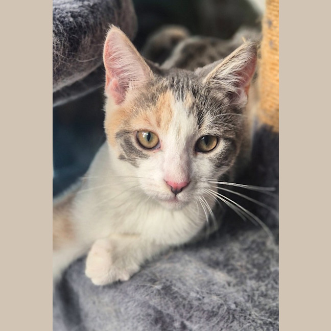 Photo of Cassidy / Cooper