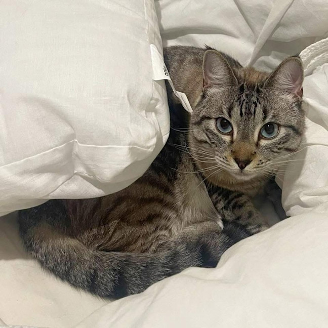 Photo of 9843   Katniss