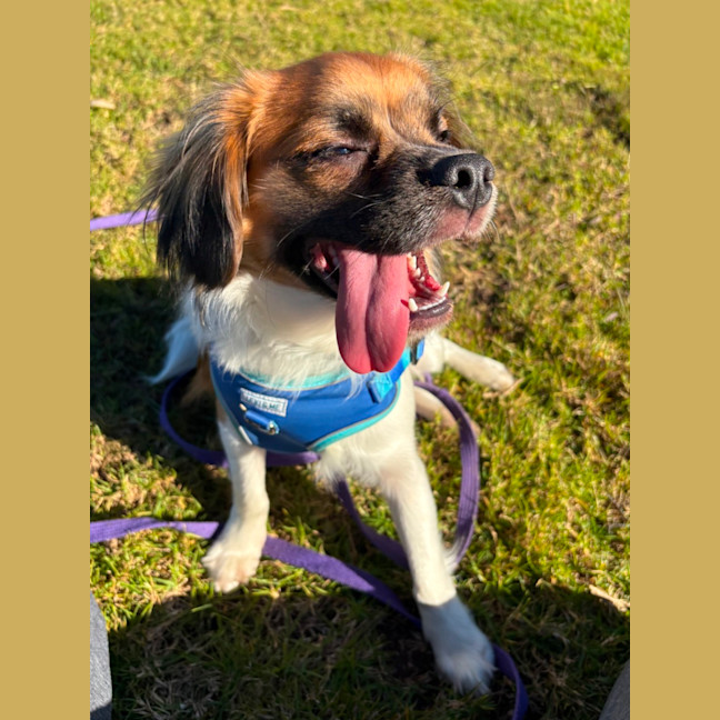 Photo of Chip
