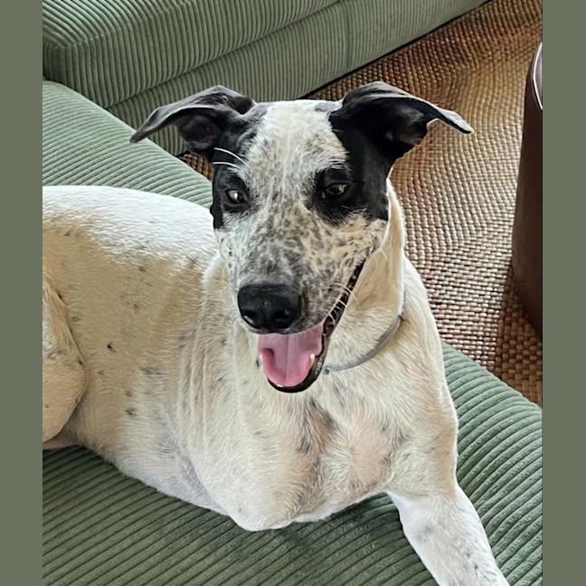 Photo of Spot