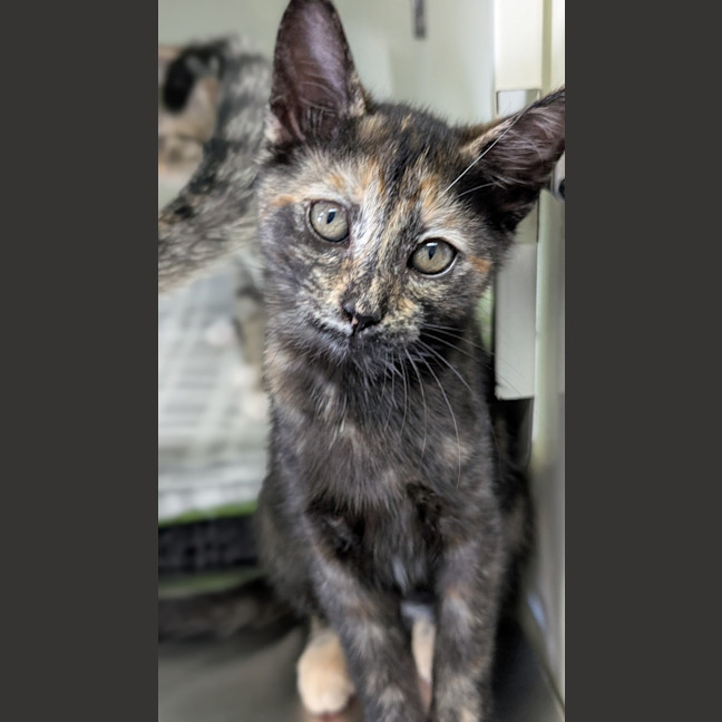 Photo of Rosie