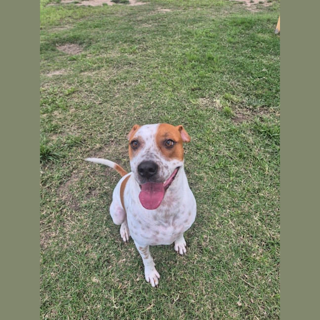 Photo of Squirtle *$150 Adoption Fee*