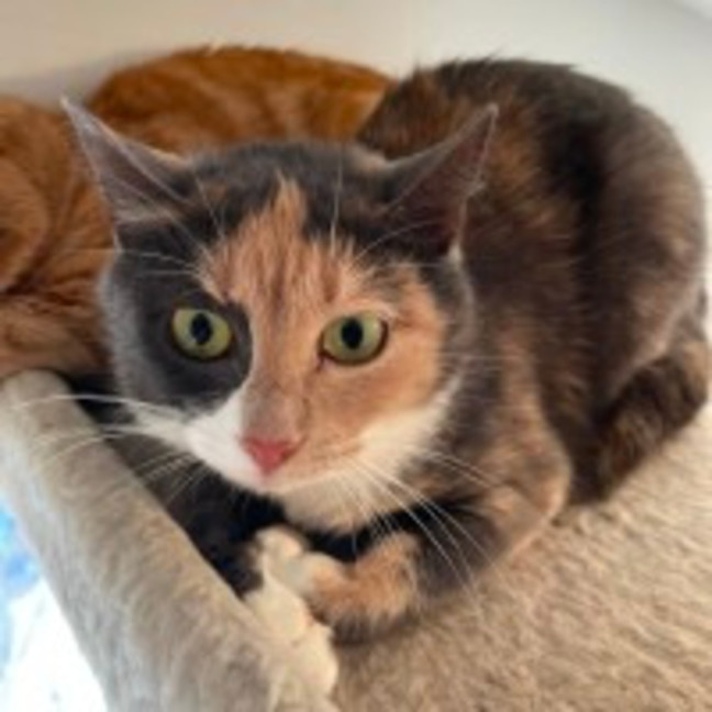 Photo of Bambi**2nd Chance Cat Rescue**