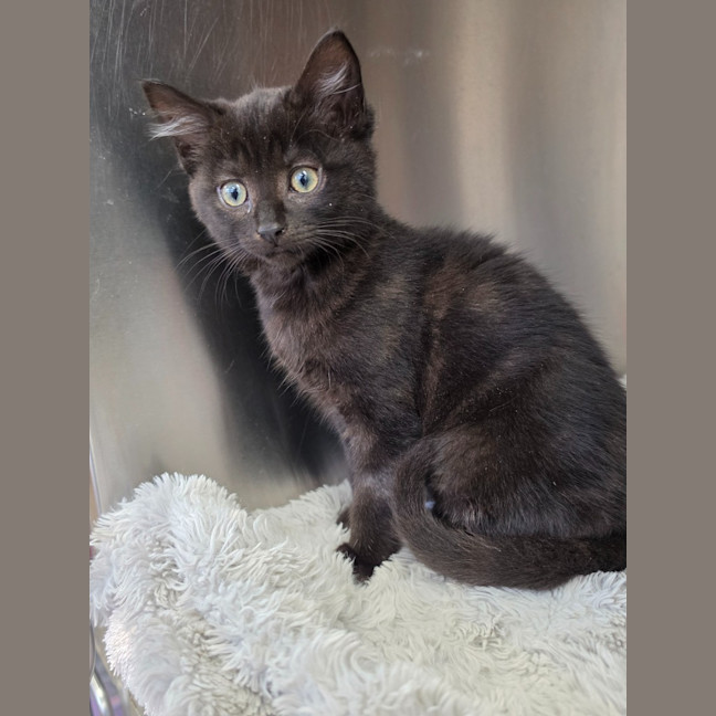Photo of Brownie