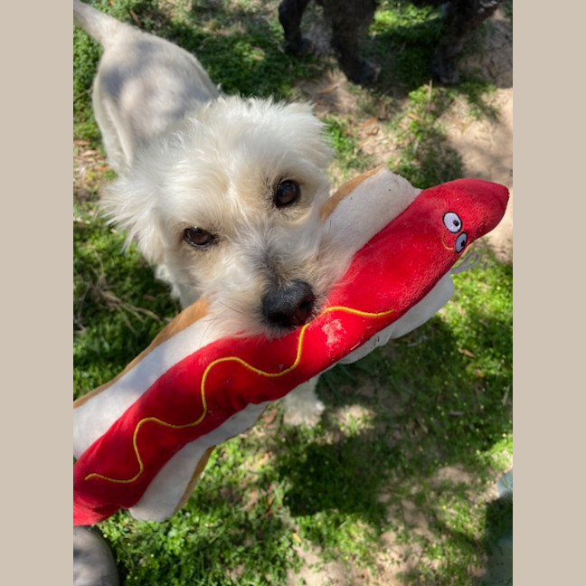 Photo of Marley & Bruno