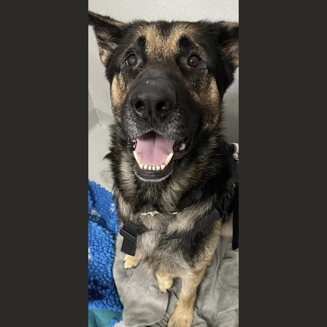 Photo of Pretzel (Eddie)