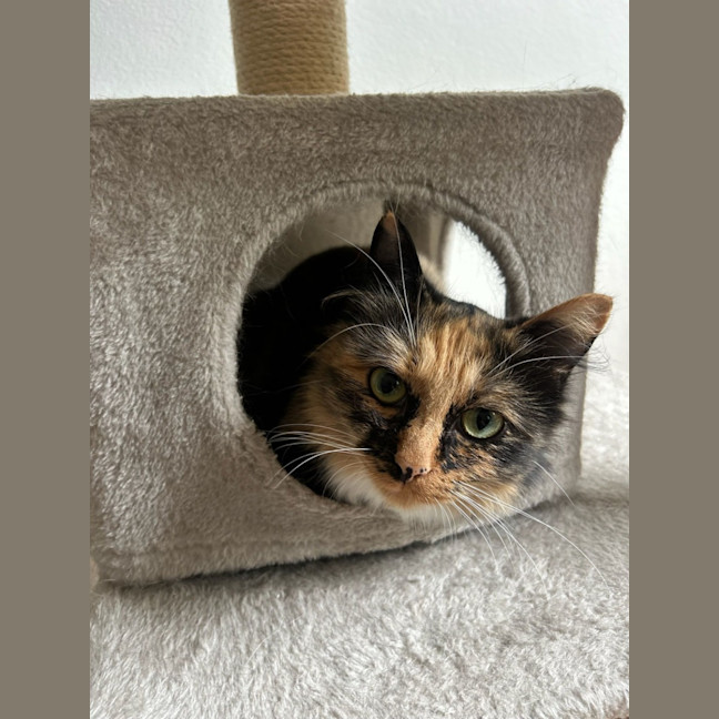 Photo of Honey