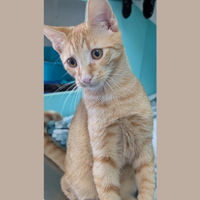 Photo of Mr Bombastic