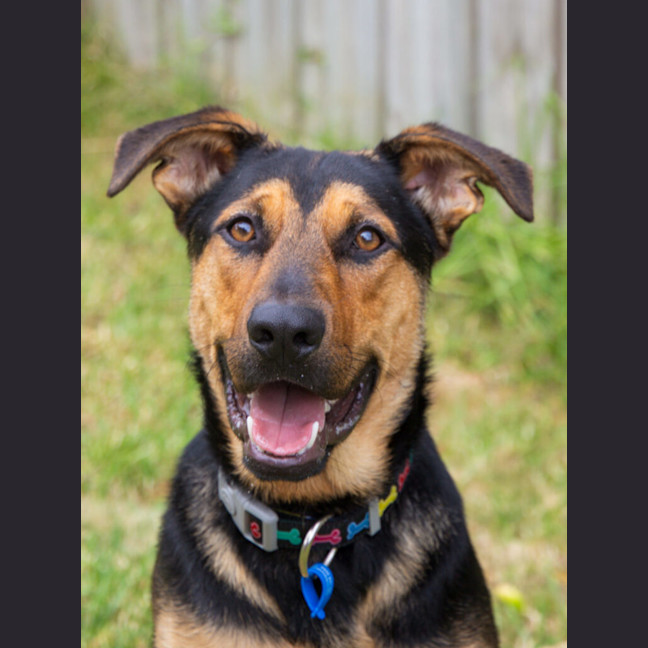 Photo of Benji