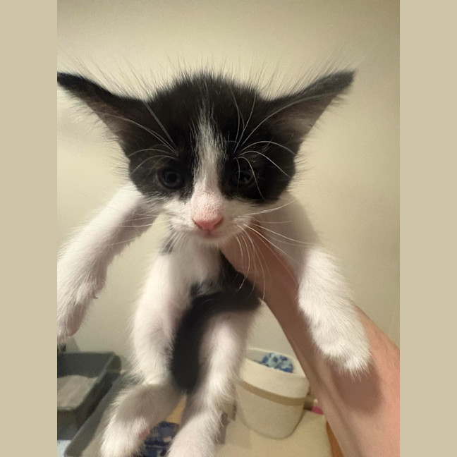 Photo of Cleocatra