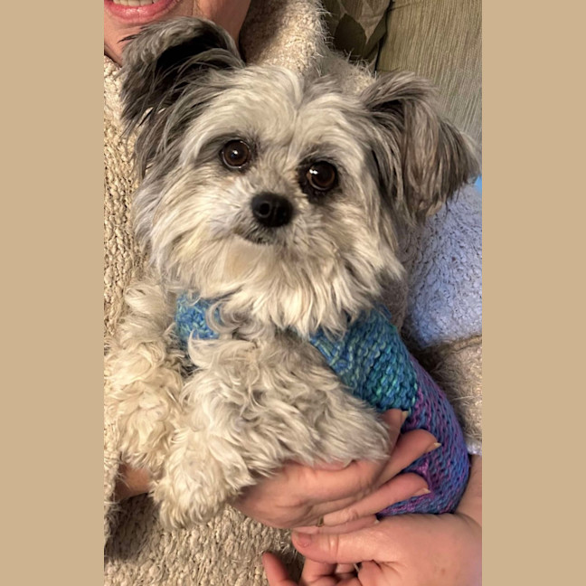 Photo of Lamington