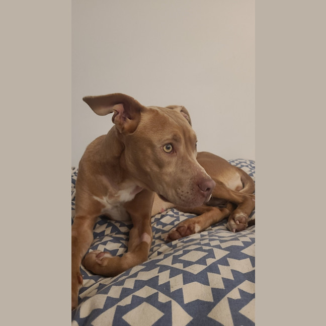 Photo of Stella