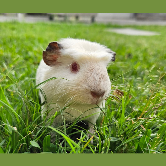 Photo of Cherry