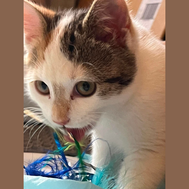 Photo of Callie
