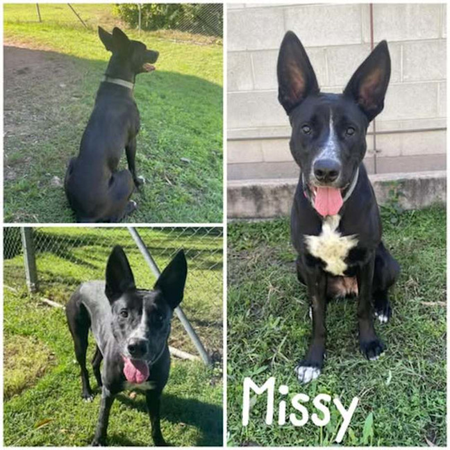 Photo of Missy