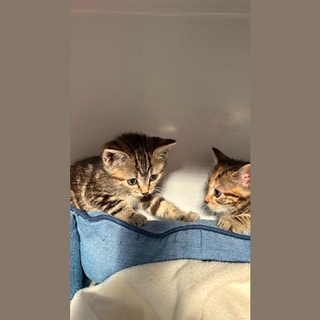 Photo of Clover