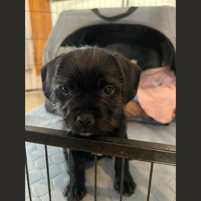 Photo of Tilly