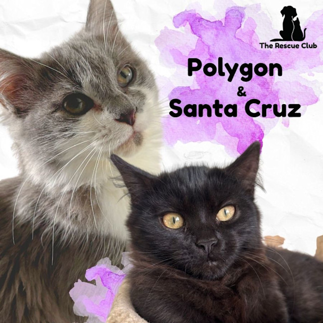 Photo of 🩶 Polygon And Santa Cruz🖤