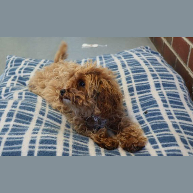 Photo of Daisy