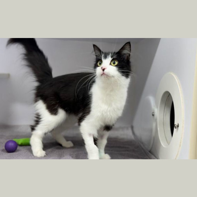Photo of Nova