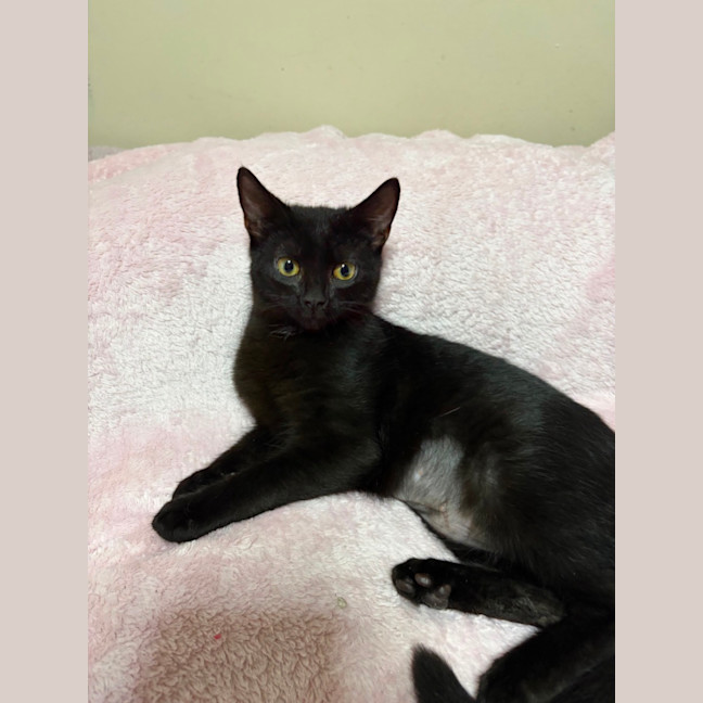 Photo of Onyx