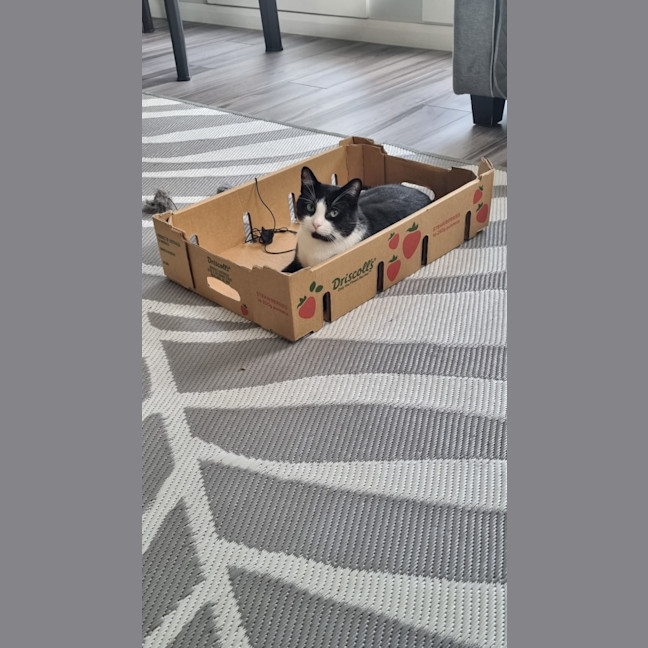 Photo of Romeo And Ella Bonded Pair 