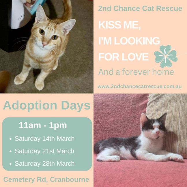 Photo of Claire **2nd Chance Cat Rescue**