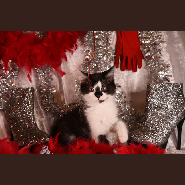 Photo of Tango