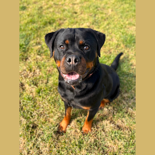 Photo of Bella