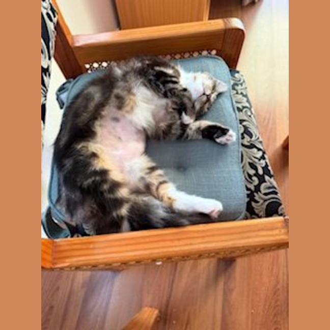 Photo of Molly   Available At Pe Tquarters Glendale