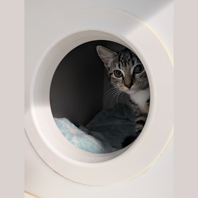 Photo of Cleo